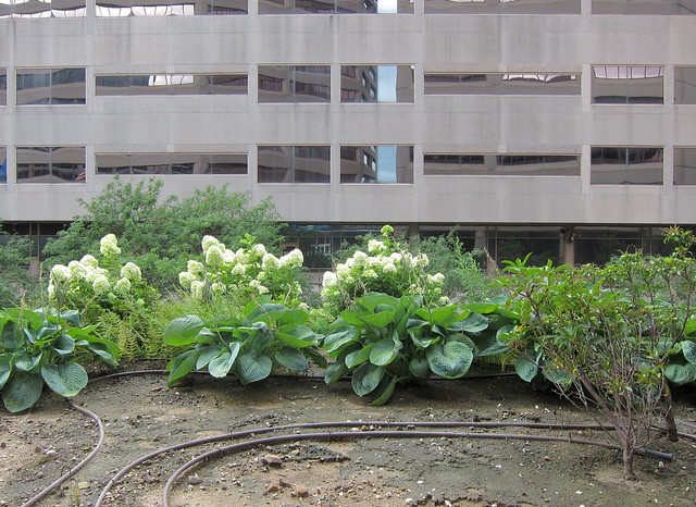 Pflanzen auf Besuch im Gebäudezoo / Plants Visiting the Architectural Game Preserve