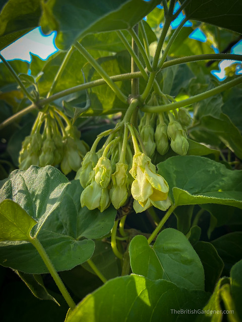 Telosma cordata