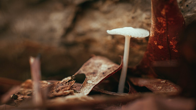 Summer Mushroom Macro 04. Pinnacle Mountain State Park. Arkansas. 2021.