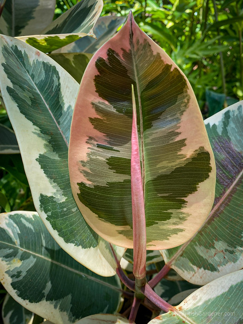 Ficus elastica  tricolor ‘Ruby’