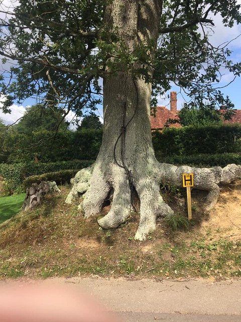 Big tree, Hambledon Milford to Godalming