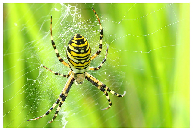 Wasp Spider at Lakeside, Eastleigh