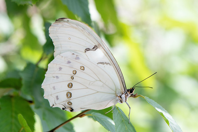 2019 Clouded Mother Of Pearl (Salamis anacardii)