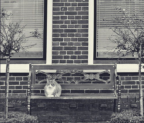 cat on pretty bench