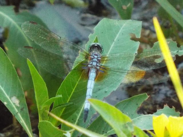 Blue Dasher Dragonfly, Glendover Park, Allen, Texas, August 24, 2021