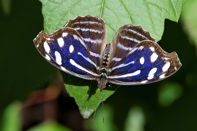 2019 Whitened Bluewing (Myscelia cyaniris)