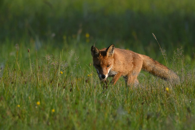 Hunting Fox - Jagender Fuchs