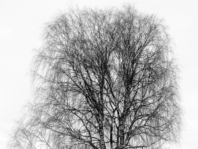Winter birch in Arvika För Micke!