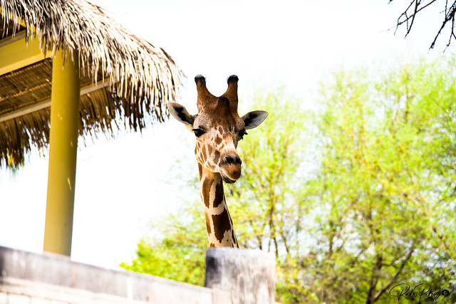 Giraffe - Hello there!