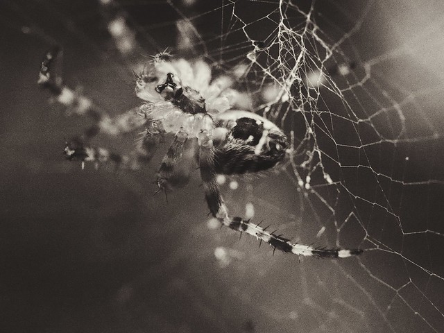 Spider 02/04