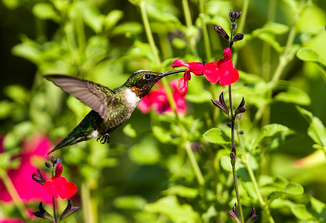 0P7A2862   Ruby-throated Hummingbird, Canada