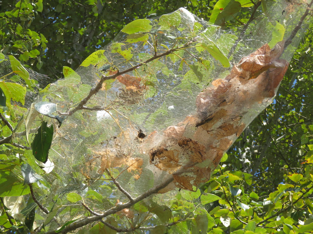 Autumn Webworm's nest.