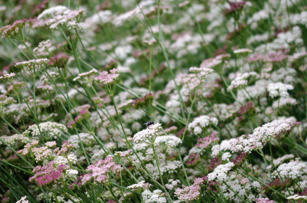 Seseli Seseli gummiferum | At the Botanic Garden, Oxford | hereisabee | Flickr