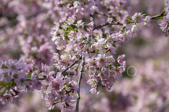 Flores de Cerejeira