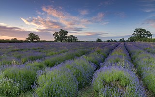 *Somerset lavender field*