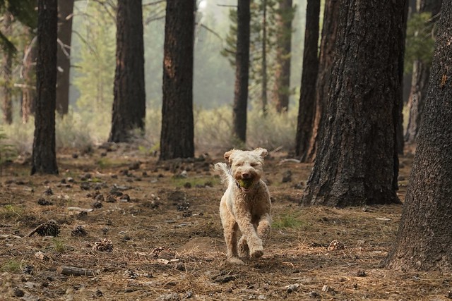 Running through the pine forest.
