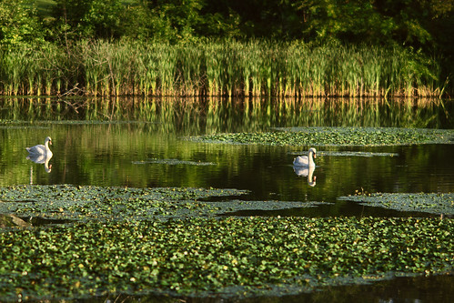 nature swan swans muteswan massachusetts worcester institutepark salisburypond pond water duckweed cattails reflection landscape nikon nikkor green flora animals birds chancyrendezvous davelawler davidlawler