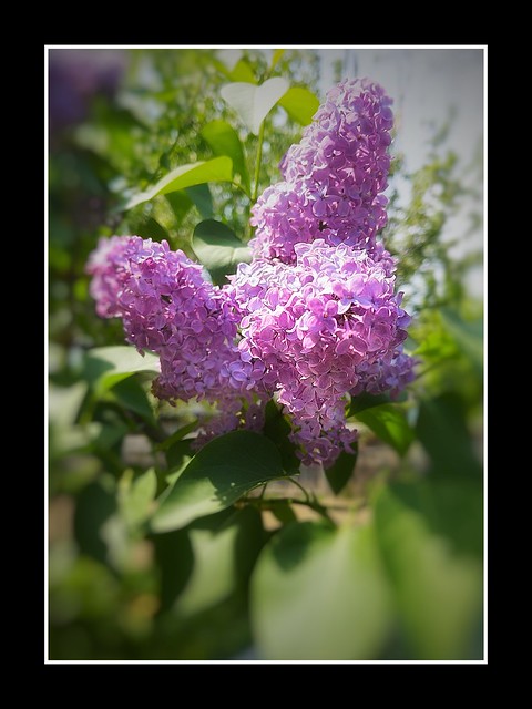 Lilac Festival ~ Rochester New York  - United States