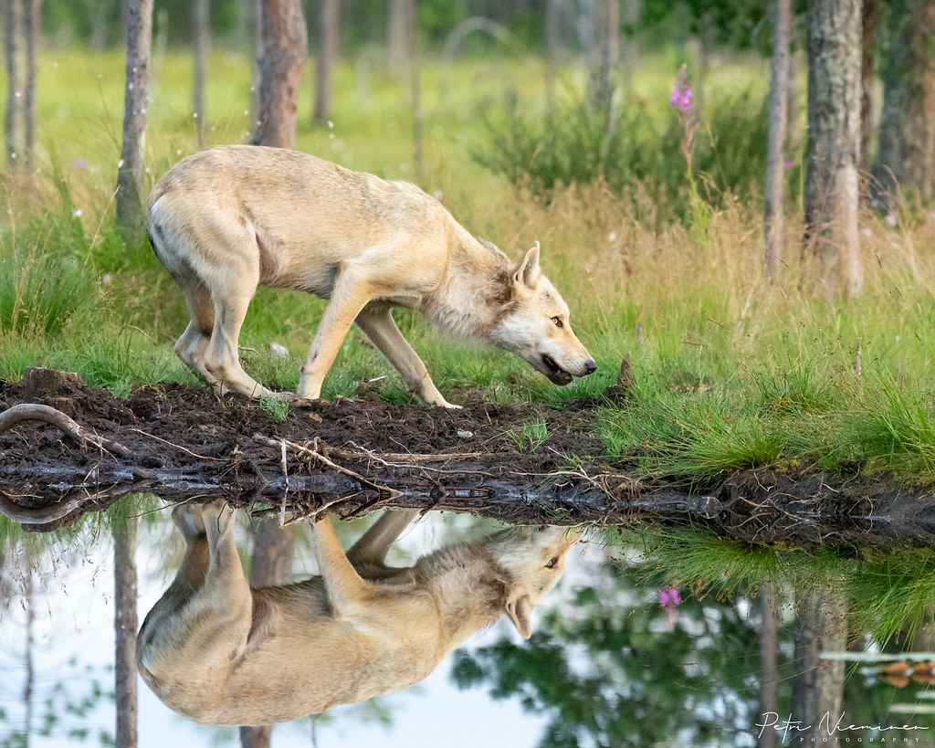 Karhusafari Wildlife Safaris Finland