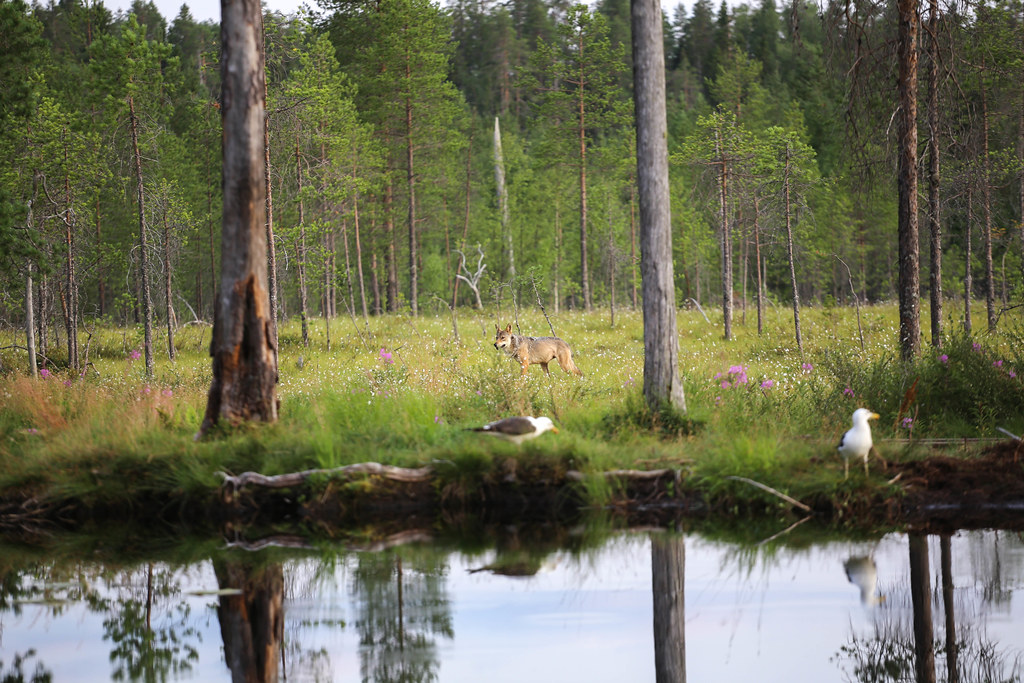 Karhusafari Wildlife Safaris Finland