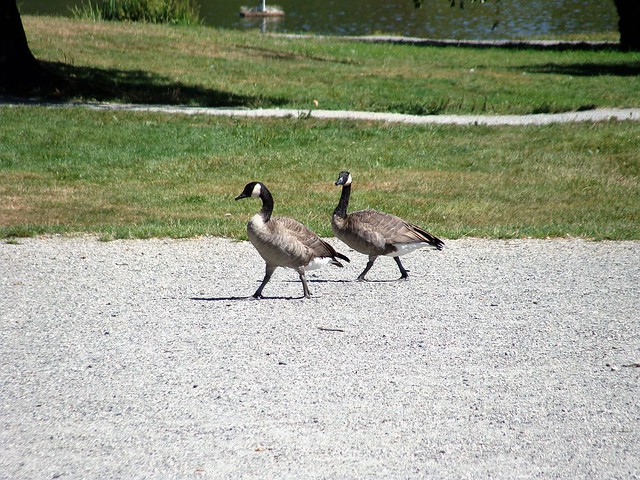 Geese on a Mission