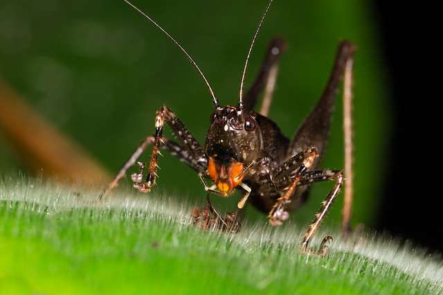 Orange-mouth grasshopper (I.D unknown)