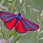 A Cinnabar Moth.