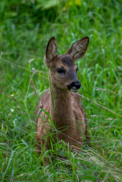 Reh / Deer Portrait