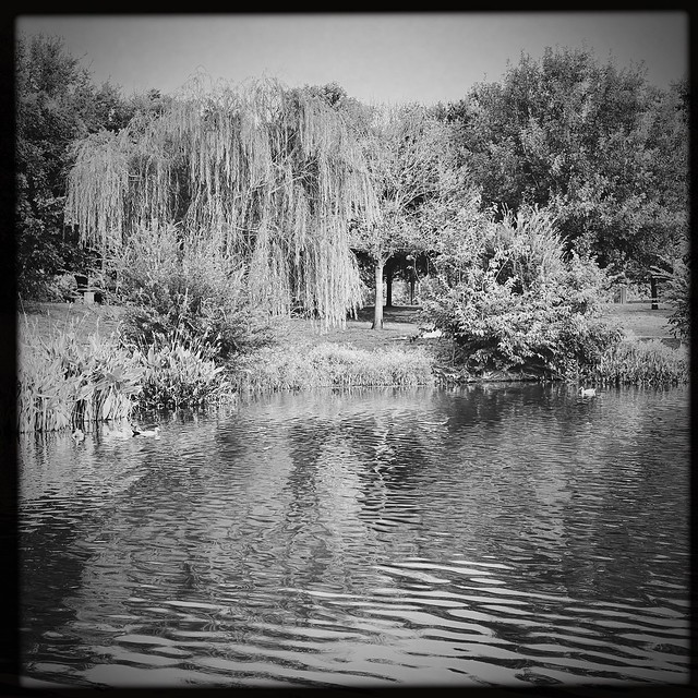 The Only Remaining Willow in Mueller Lake Park