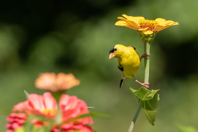 American Goldfinch or my little zinnia seed thief