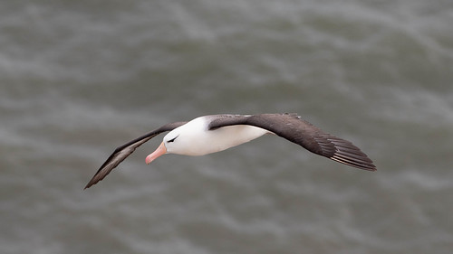 Black - Browed Albatross | by Mrsbirds (not missing so many now)