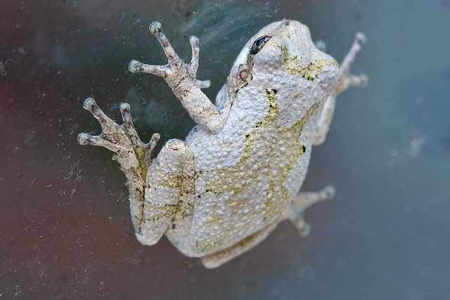 Eastern Gray Tree Frog (Hyla versicolor)  in macro
