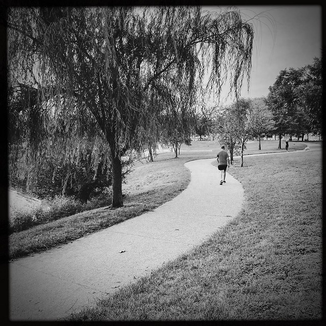 The Last Willow in Mueller Lake Park