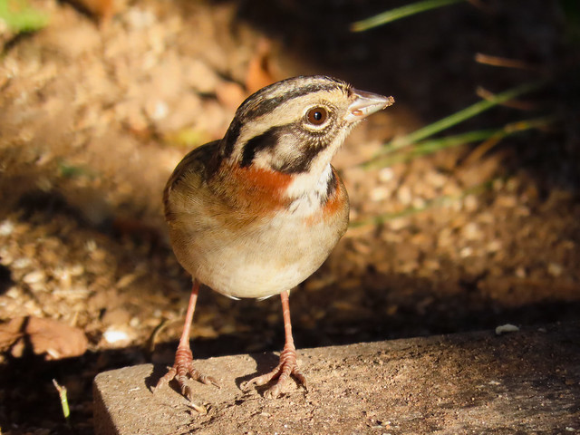 Tico-tico/Rufous-collared Sparrow