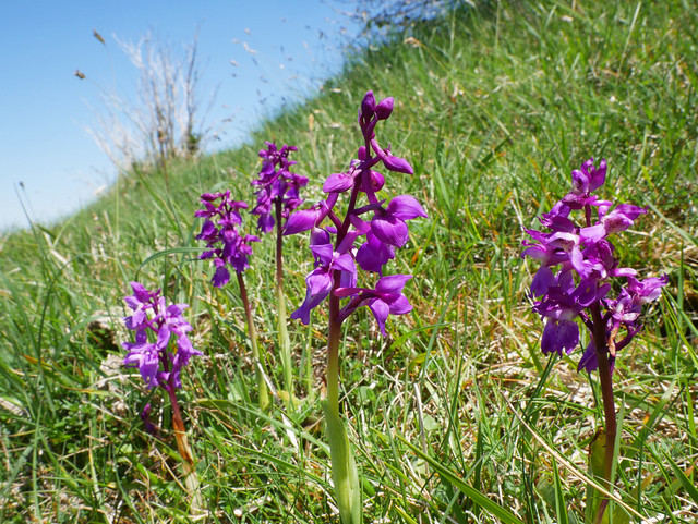 Early purple orchids (Orchis mascula), Chateau de Roquefixade
