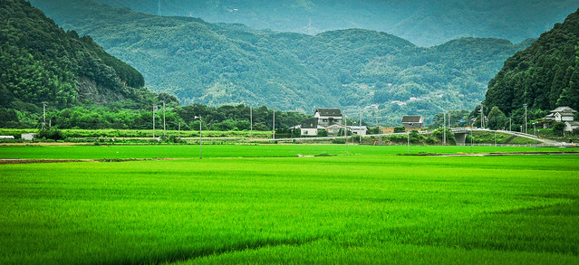 Paddy fields in rural Ehime, Japan 愛媛県の田舎の水田 (Explored 28/viii/21)