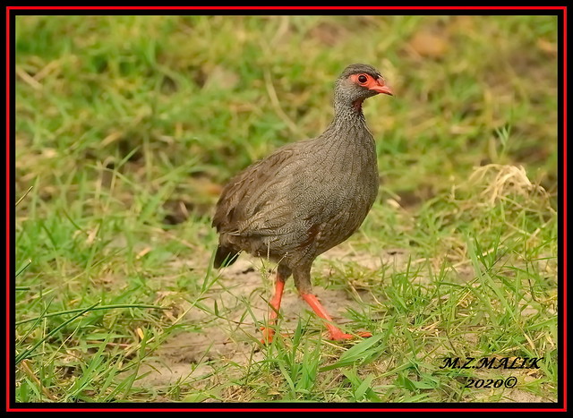 RED-NECKED SPURFOWL (Francolinus afer)......MASAI MARA.....OCT 2020.
