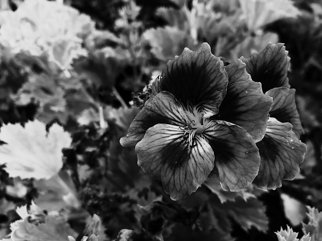Flores en blanco y negro I