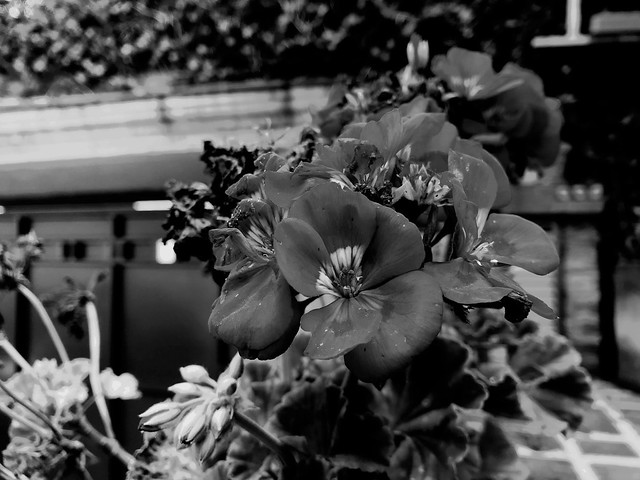Flores en blanco y negro II