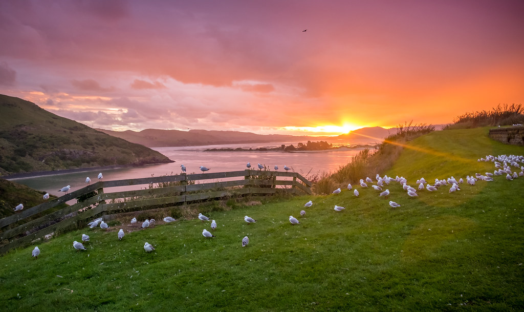Coucher du soleil au Royal Albatross Center, sur la péninsule d'Otago