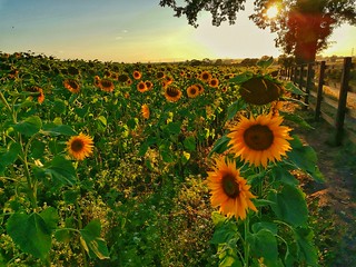 Sunflowers farm