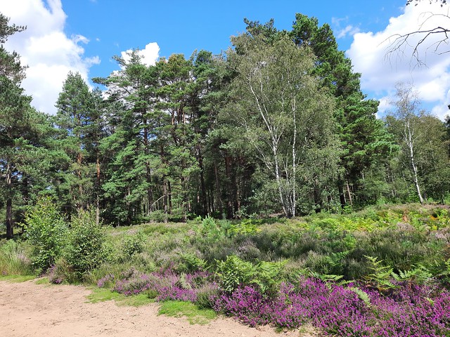 Pine, spruce, silver birch and Heather in Thursley Common, Surrey