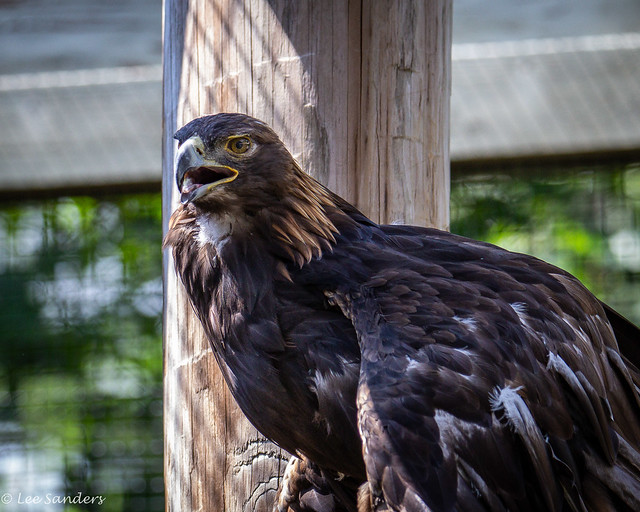 Golden Eagle (Aquila chrysaetos) Portrait - 08.11.21