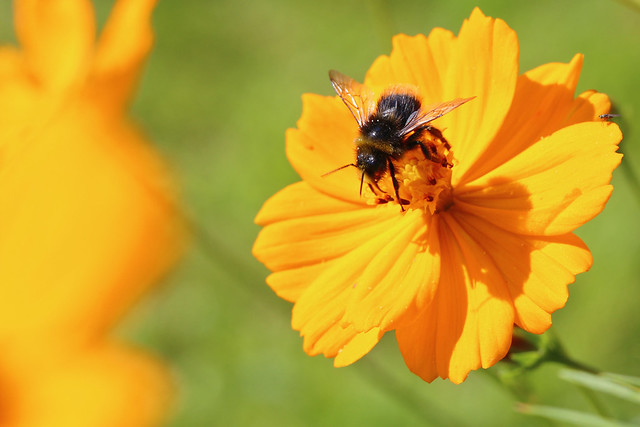 Forage bee / orange flower