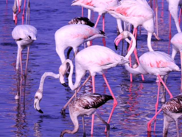 Flamingo الفلامينقو