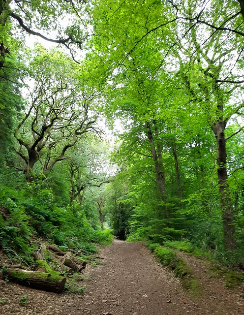 Path through Vinegar Hill, Dunster, Exmoor