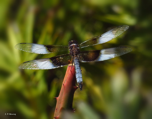 Widow Skimmer Dragonfly 3489