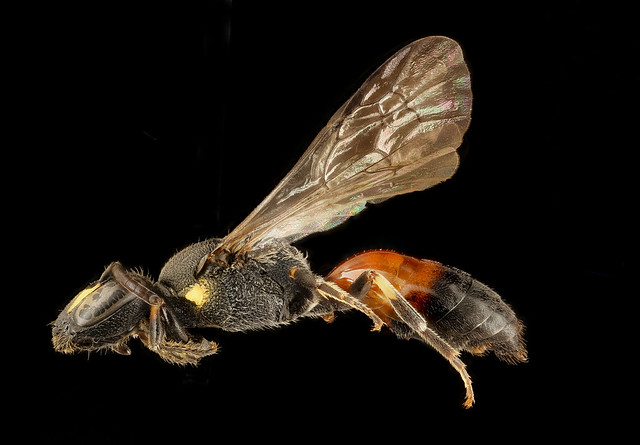 Hylaeus nelumbonis, f, left, Minnesota_2018-07-17-16.34.04 ZS PMax UDR