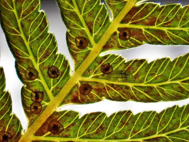 Mamaku - Black tree fern (Cyathea medullaris)_Backlit spores and veins