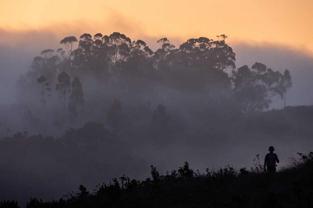 Forrest in the Clouds / Bosque en las Nubes
